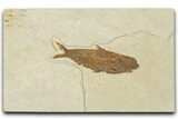 Detailed Fossil Fish (Knightia) - Wyoming #354075-1